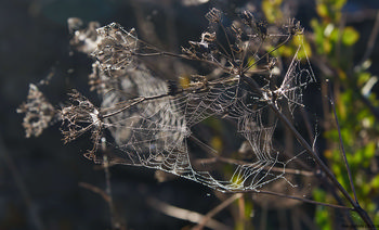 Sunny spider webs.jpg